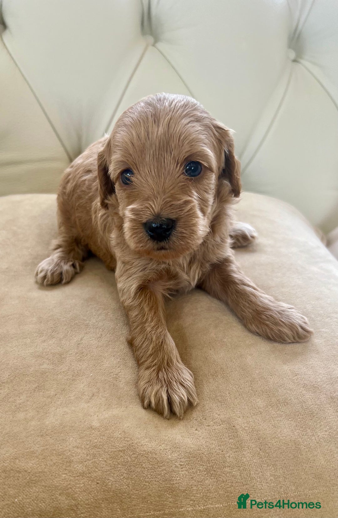Cockapoo dogs for sale: 4⭐️Licensed Breeder Cockapoo Puppies - Image 21