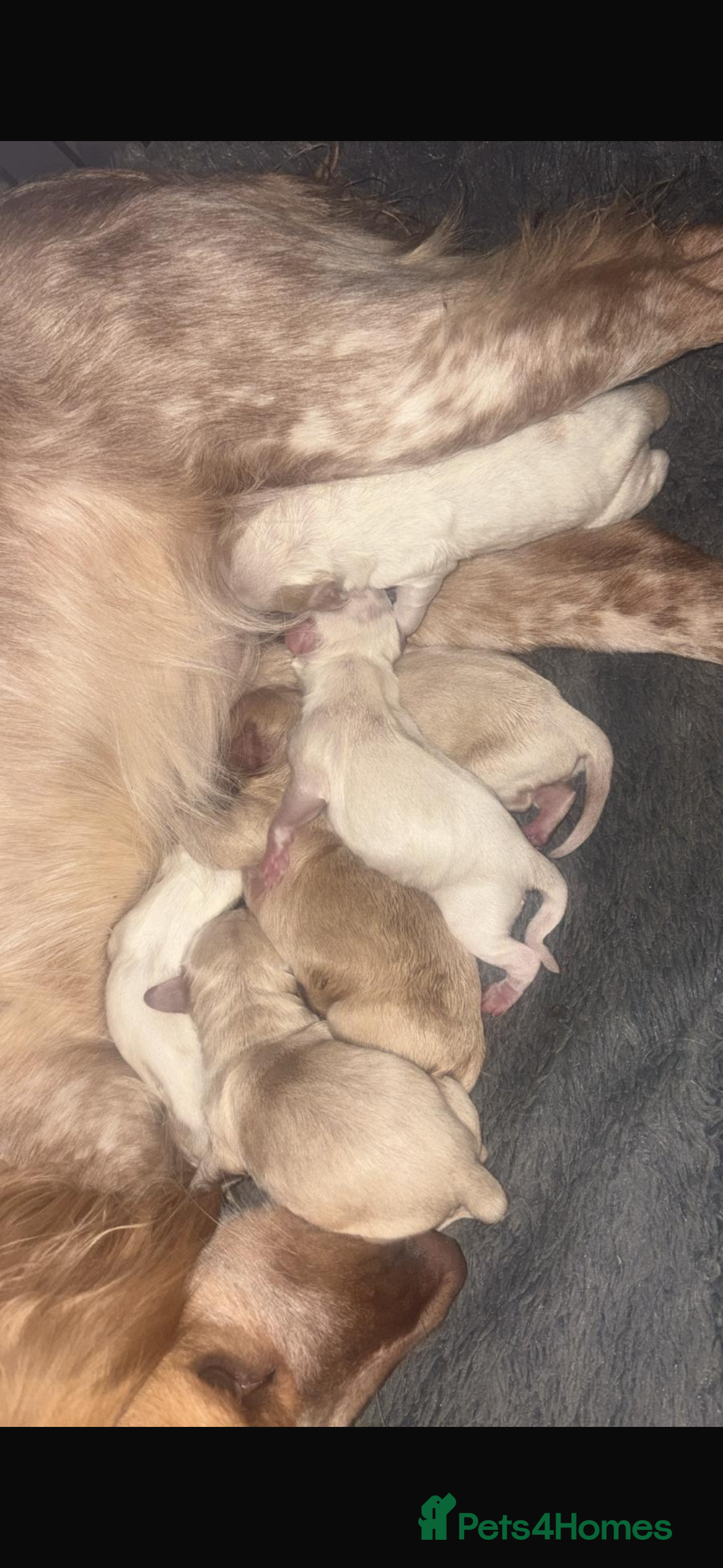 Cockapoo dogs F1 Unique Cockapoo Puppies  - Advert 17