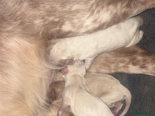 Cockapoo dogs F1 Unique Cockapoo Puppies - Advert 17