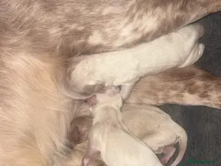 Cockapoo dogs F1 Unique Cockapoo Puppies - Advert 8