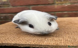 Guinea Pig rodents for sale: Lovely pair of boars  - Advert 2