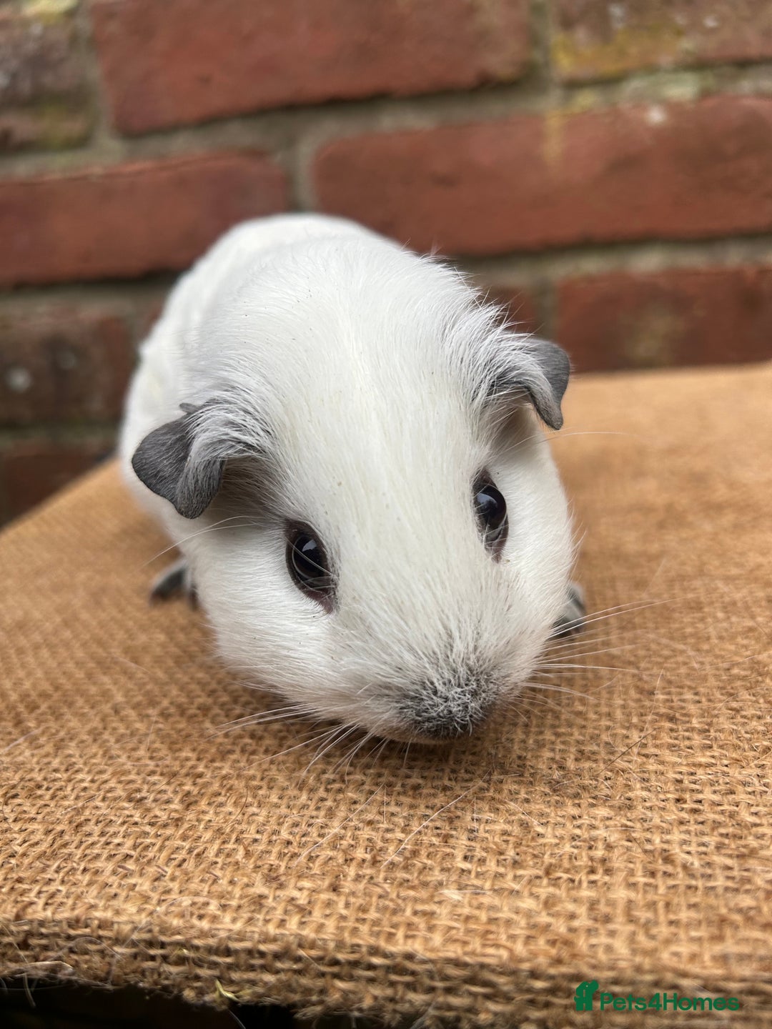 Guinea Pig rodents for sale: Lovely pair of boars  - Advert 2