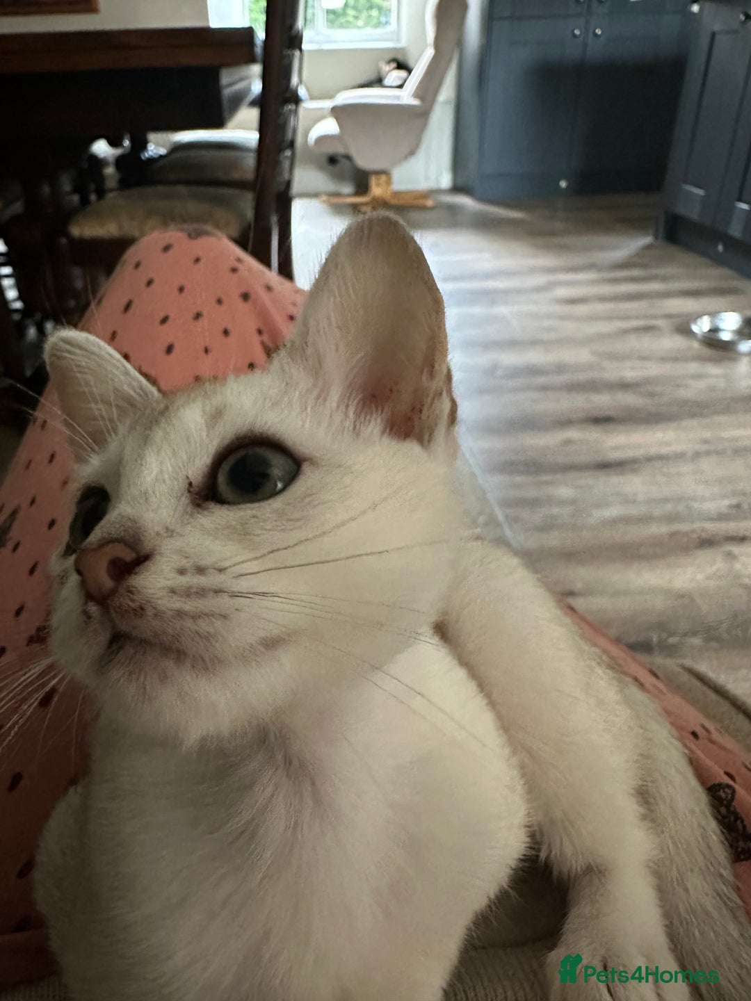 Asian cats for sale: GCCF reg Pedigree Kittens  - Image 21