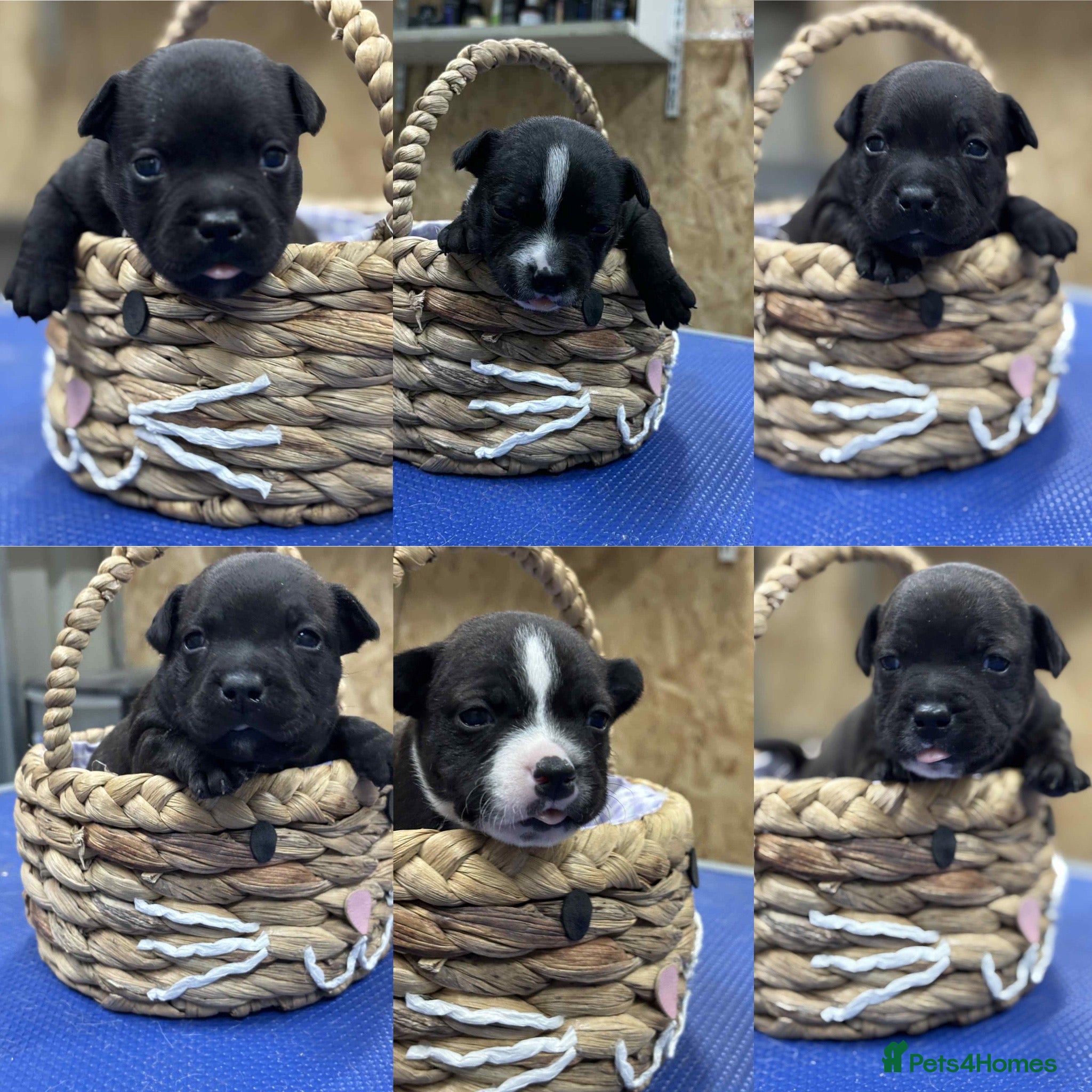 Staffordshire Bull Terrier dogs Staffordshire Bull Terrier Pups ready now  - Advert 2