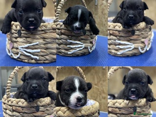 Staffordshire Bull Terrier dogs for sale - Advert 1