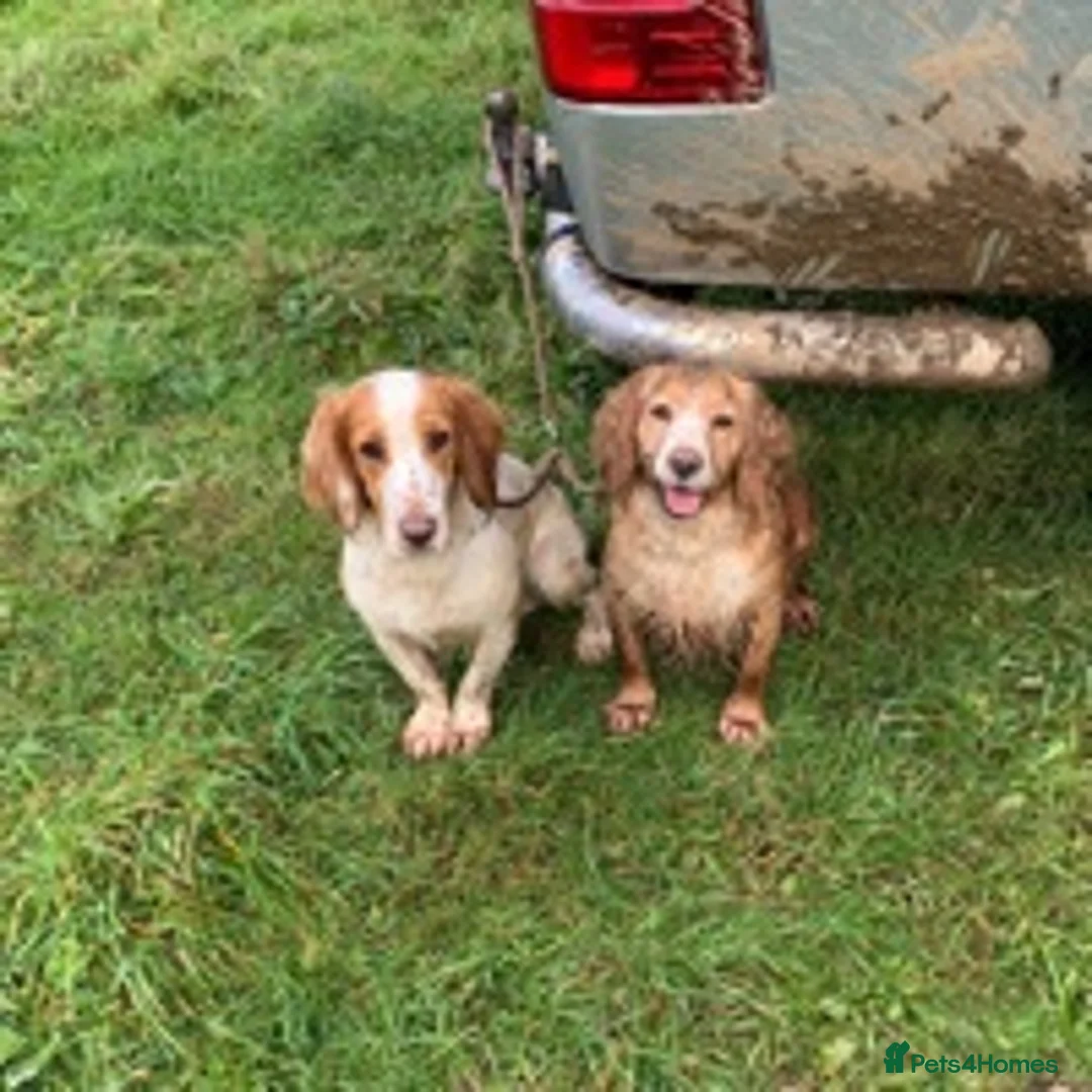 Cocker Spaniel dogs for stud: ACE STANDING AT STUD in Southampton - Advert 5