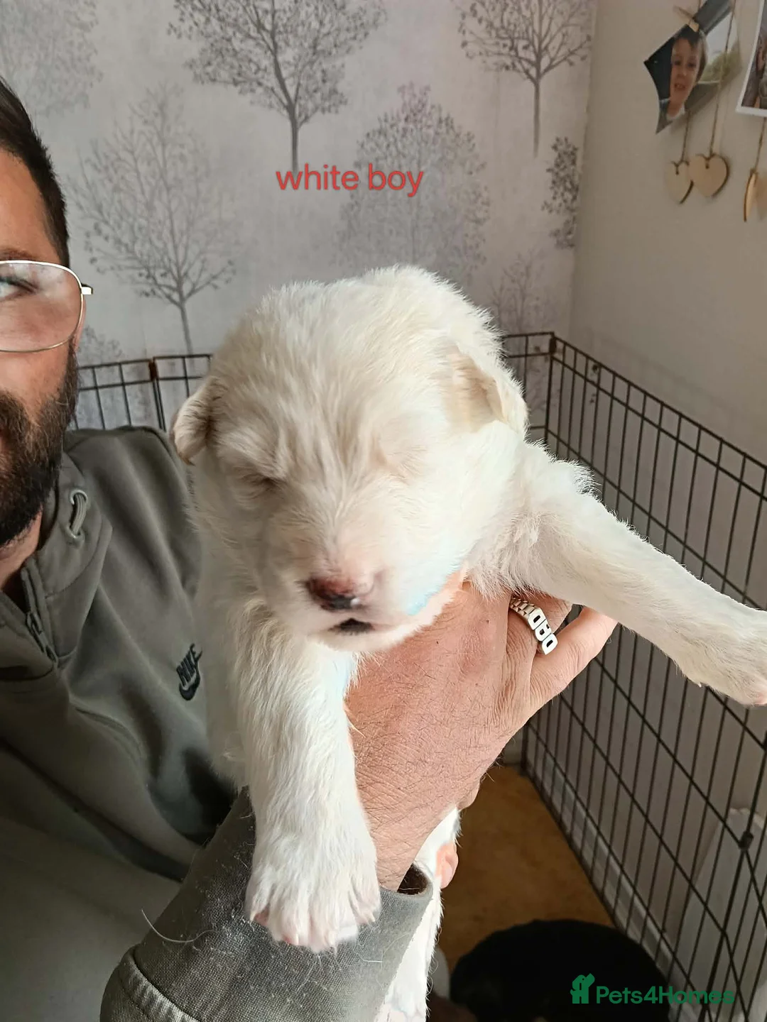 German Shepherd dogs for sale: White & Tan Puppies For Sale  - Advert 5