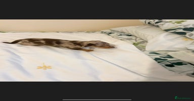 Dachshund dogs - Advert 11