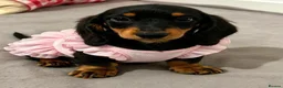 Miniature Dachshund dogs for sale: Long haired Dachshund puppies ready! - Advert 3