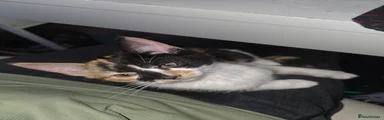 British Longhair Kitten 4