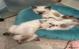 Ragdoll cats for sale: GCCF Registered seal point kittens - Image 4