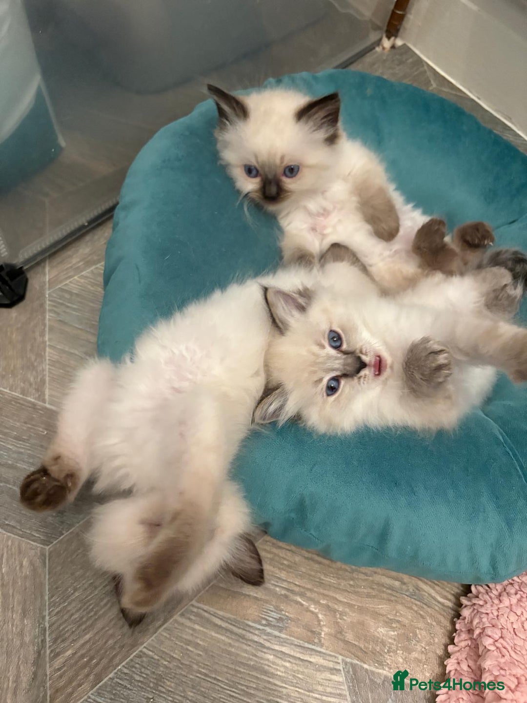 Ragdoll cats for sale: GCCF Registered seal point kittens - Image 4