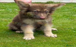 German Shepherd dogs for sale:  Reduced kcreg liver and German shepherd pups  - Image 4