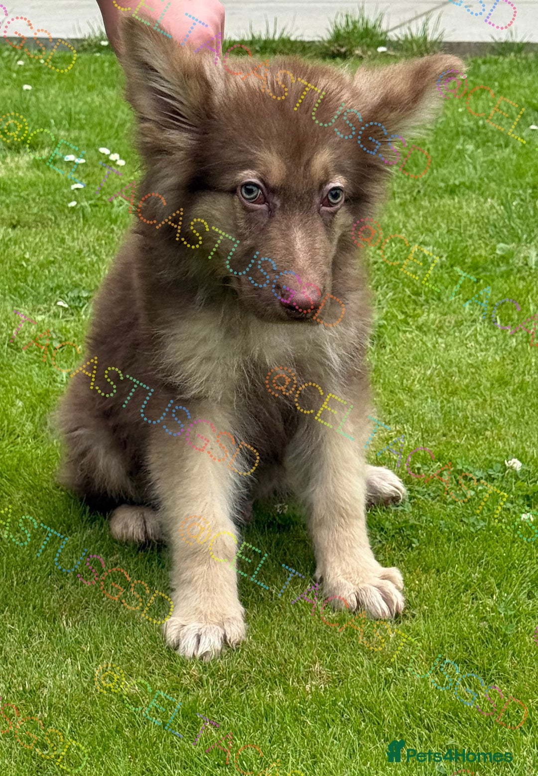German Shepherd dogs for sale:  Reduced kcreg liver and German shepherd pups  - Image 4