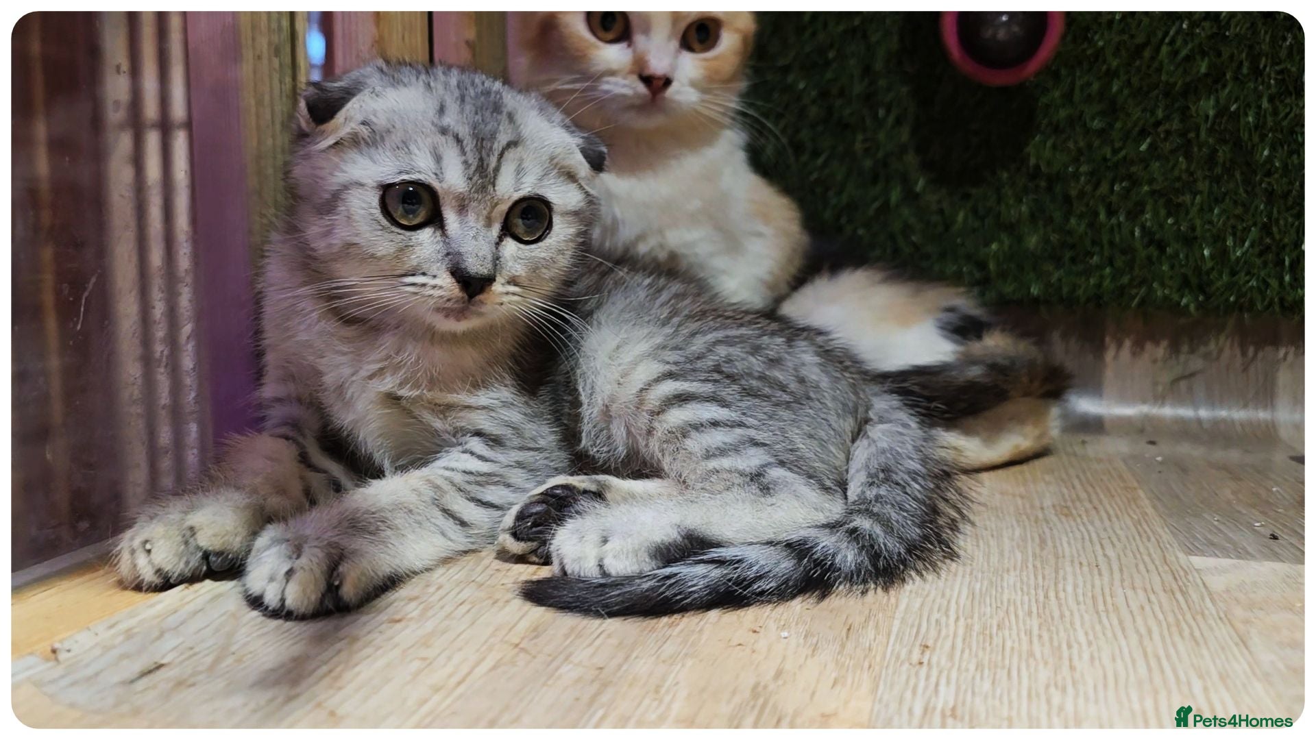 Scottish Fold cats Scottish Fold & Scottish Straight Kittens  🐾 - Advert 3