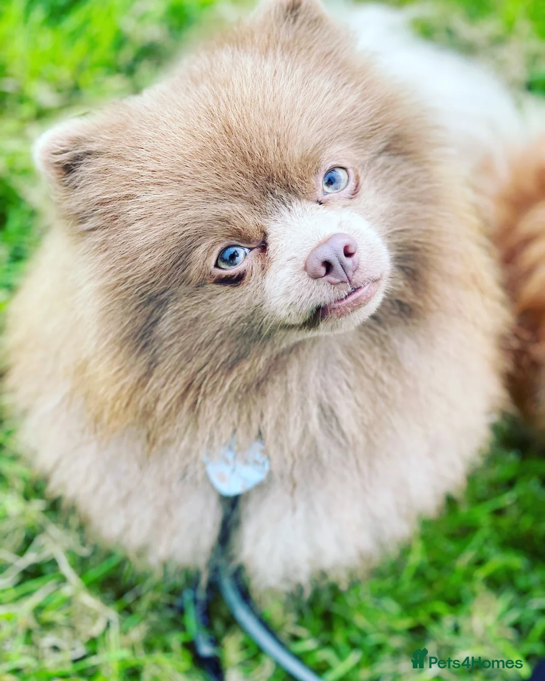 Pomeranian dogs for stud: Kai Kai lilac boy 💜  ( STUD ONLY ) (PROVEN)  in Liverpool - Advert 5