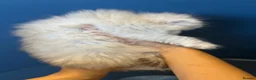 Persian cats for sale: GCCF registered silver persian( chinchilla) - Advert 5