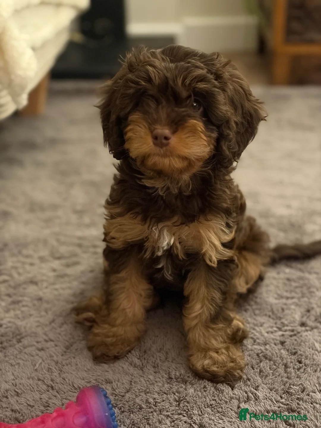 Cavapoo dogs for sale: LAST FEMALE - F1 Cavapoo - Parents DNA Tested  - Advert 3