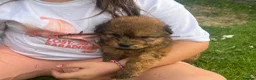 Mixed Breed dogs for sale: 7 beautiful Malkita x puppies with unique colours  - Advert 21