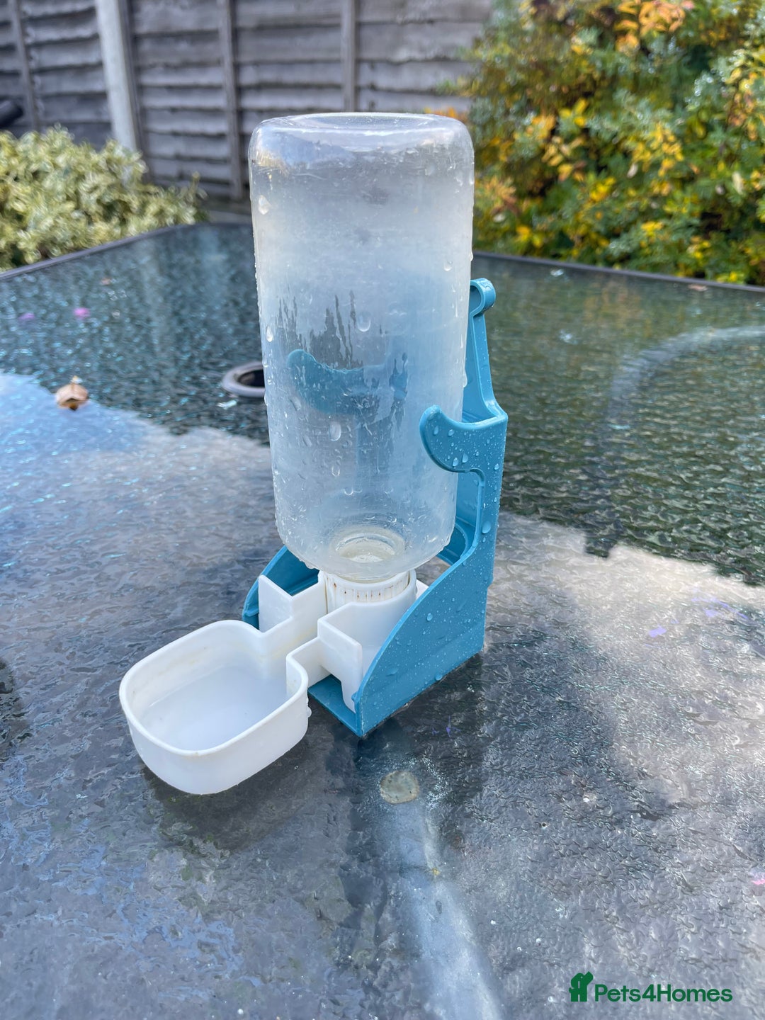 Lovebirds birds for sale: 2 Lovebirds and large cage  - Image 8