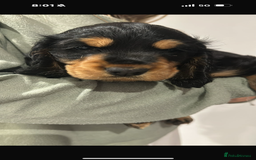 Cocker Spaniel dogs for sale: ****only 2 left****Stunning cocker puppies - Image 3