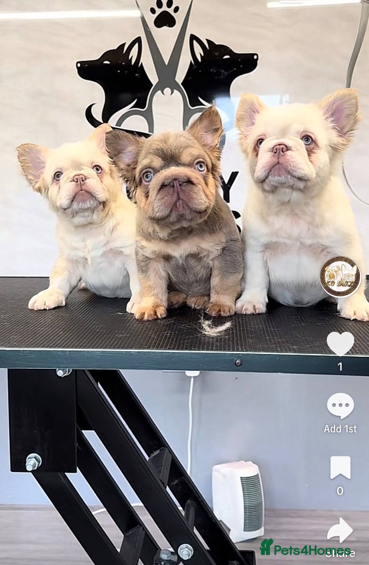 French Bulldog dogs Exceptional Fluffy Frenchie Puppies available  - Advert 2