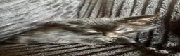 Mixed Breed cats for sale: Beautiful Tortoiseshell & ginger kittens  - Advert 24