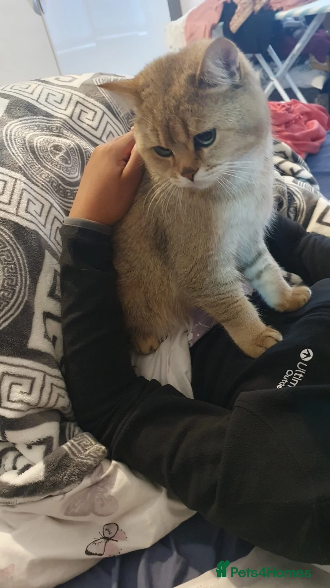 British Shorthair cats for sale: Golden British shorthair  - Advert 2