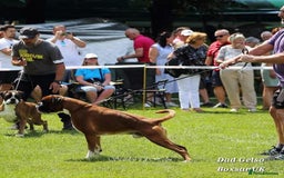 Boxer dogs for sale: 9 Beautiful Boxer Pups - Available from 22/12/2025 - Advert 31