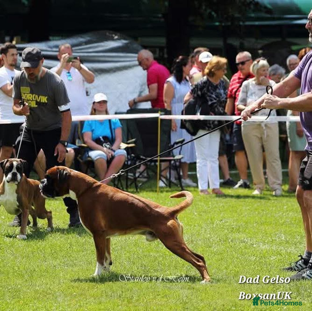 Boxer dogs for sale: 9 Beautiful Boxer Pups - Available from 22/12/2025 - Advert 31