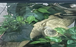 Gecko reptiles for sale: Mourning gecko pair.  - Image 2