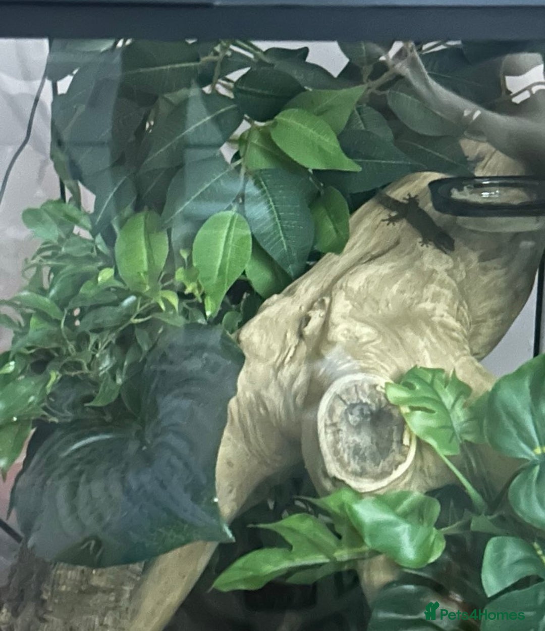 Gecko reptiles for sale: Mourning gecko pair.  - Image 2