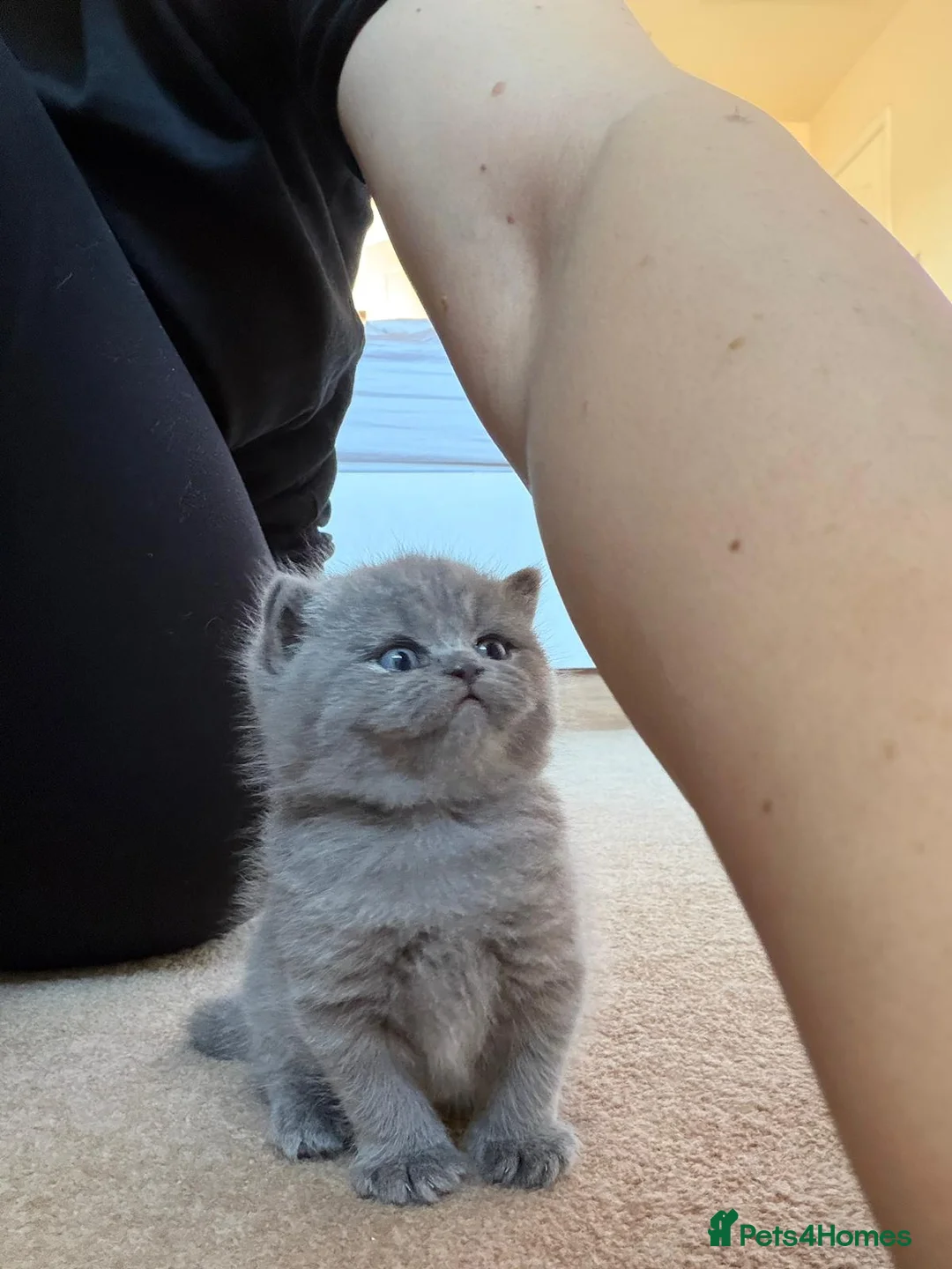 British Shorthair cats for sale: 🐾 British Shorthair Kittens – Carefully Raised - Advert 2