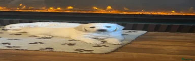 Golden Retriever 4