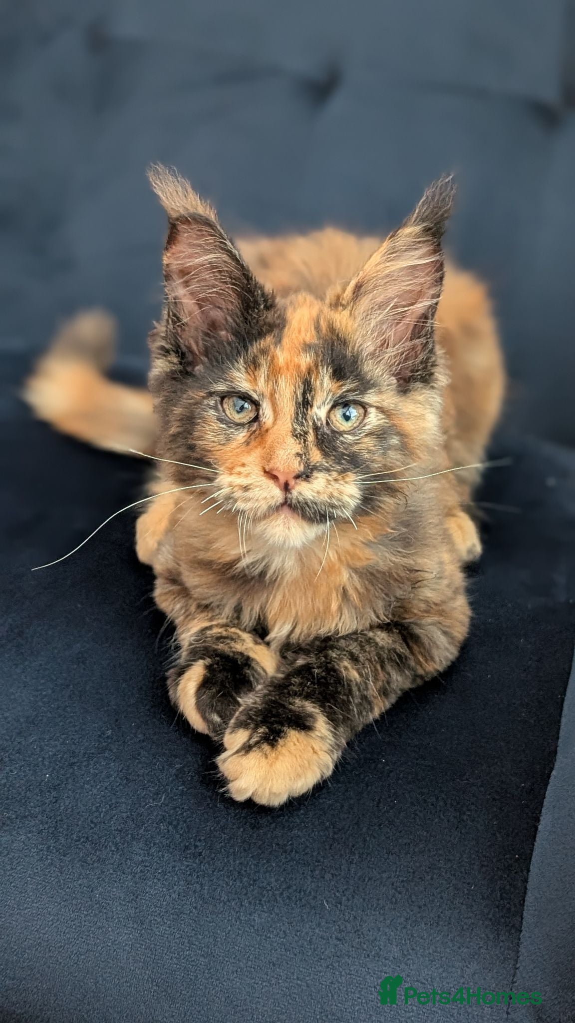 Maine Coon cats Tica Registered Maine coon kittens - Advert 2