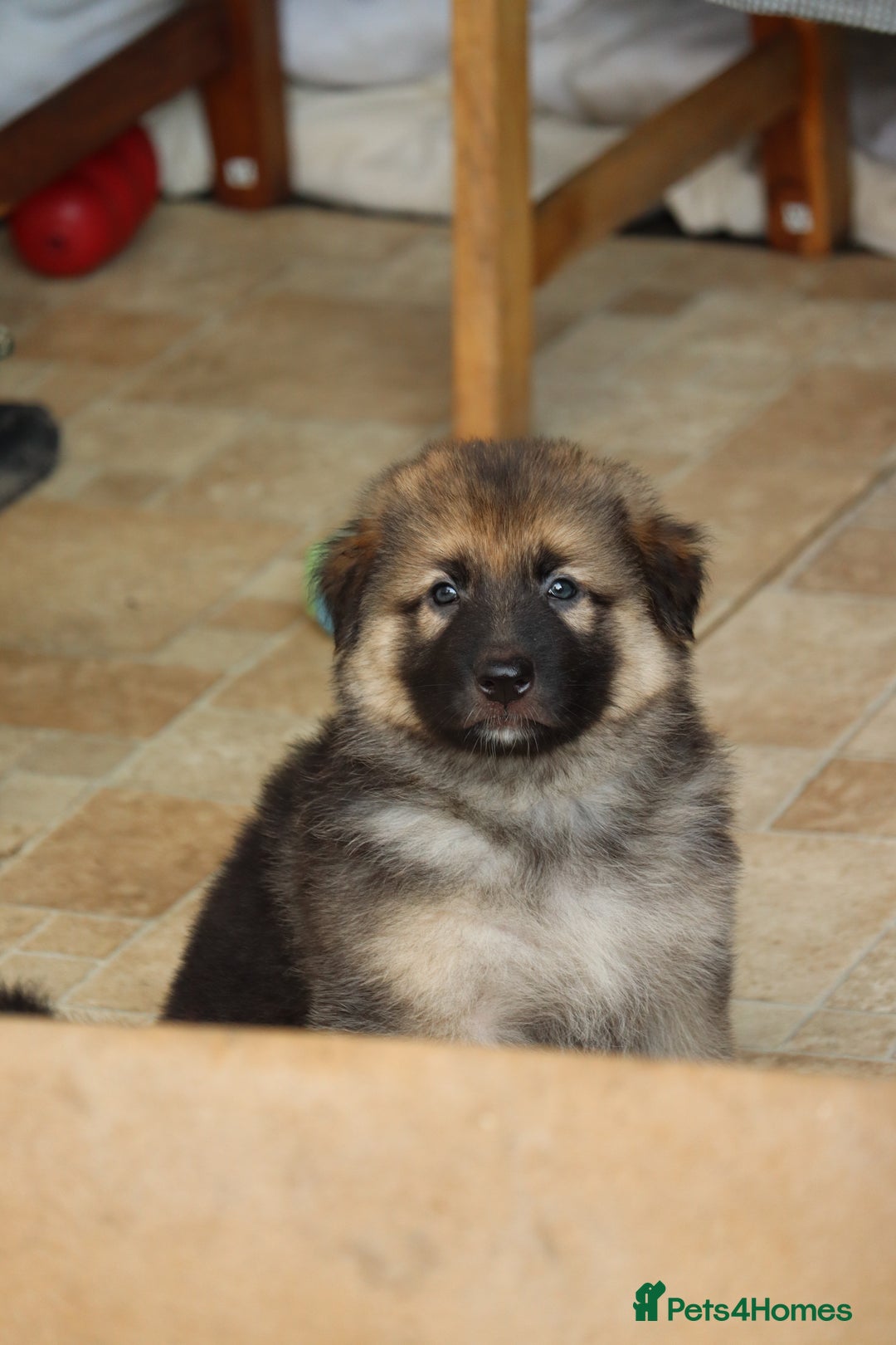 German Shepherd dogs for sale: Adorable GSD pups, straight back line, KC reg - Image 31