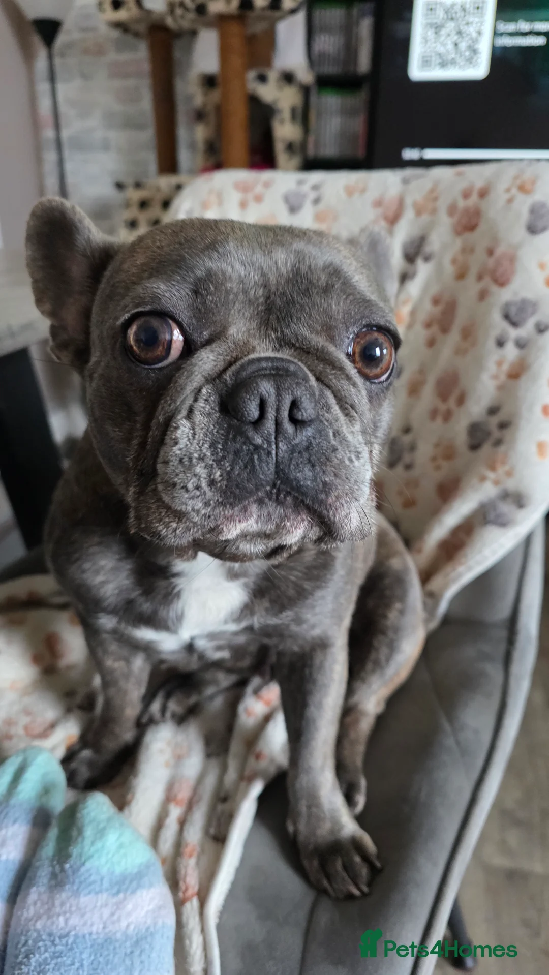 Mixed Breed dogs for sale: Rocky & Coco - Advert 2