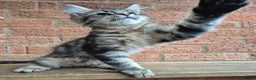 Maine Coon cats for sale: 2 Boys 3 girls Maine Coones kittens - Advert 22