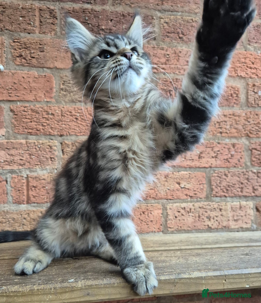 Maine Coon cats for sale: 2 Boys 3 girls Maine Coones kittens - Advert 22
