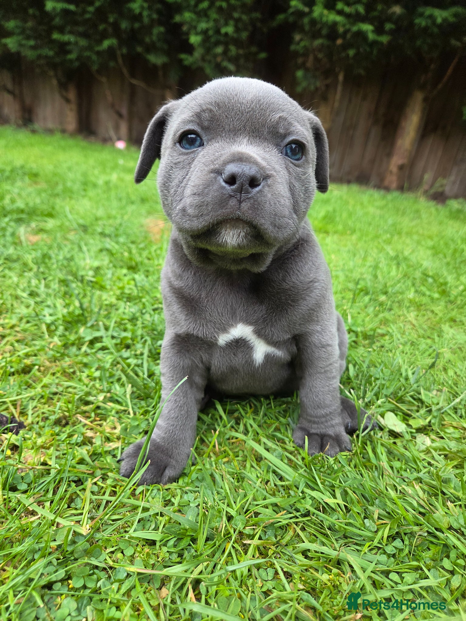 Staffordshire Bull Terrier dogs Champion Bloodline KC Registered Staffy Puppies - Advert 10