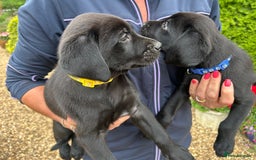 Labrador Retriever dogs for sale: Adorable Black Labrador puppies 4 boys available  - Image 10