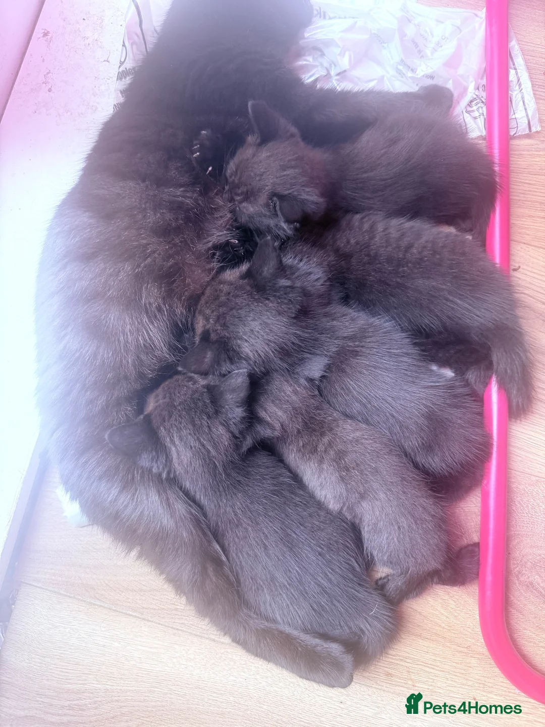 British Shorthair cats for sale: 5 Bundles of Love - Persian x BSH kittens  - Advert 27