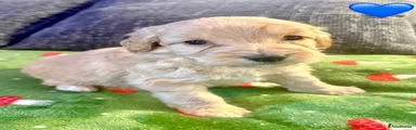 Cockapoo 1