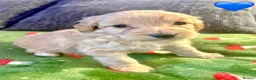 Cockapoo dogs for sale: F2 Cockapoo Puppies. - Advert 6