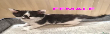 Black and white female long haired
