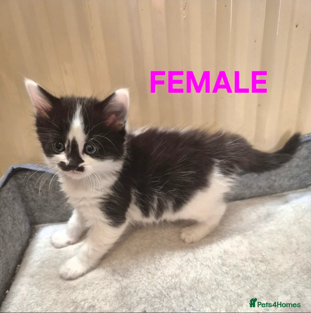 Mixed Breed cats for sale: Ragdoll cross kittens READY NOW - Advert 2