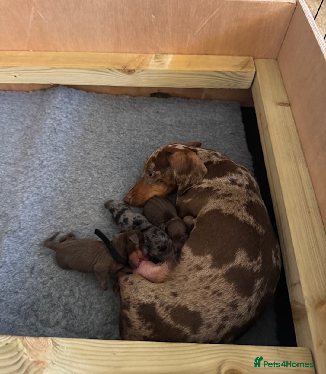 Miniature Dachshund dogs for sale: KC reg v small miniature smooth dachshund puppies - Image 14