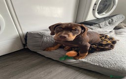 Mixed Breed dogs for sale: Cockerbull - Advert 3