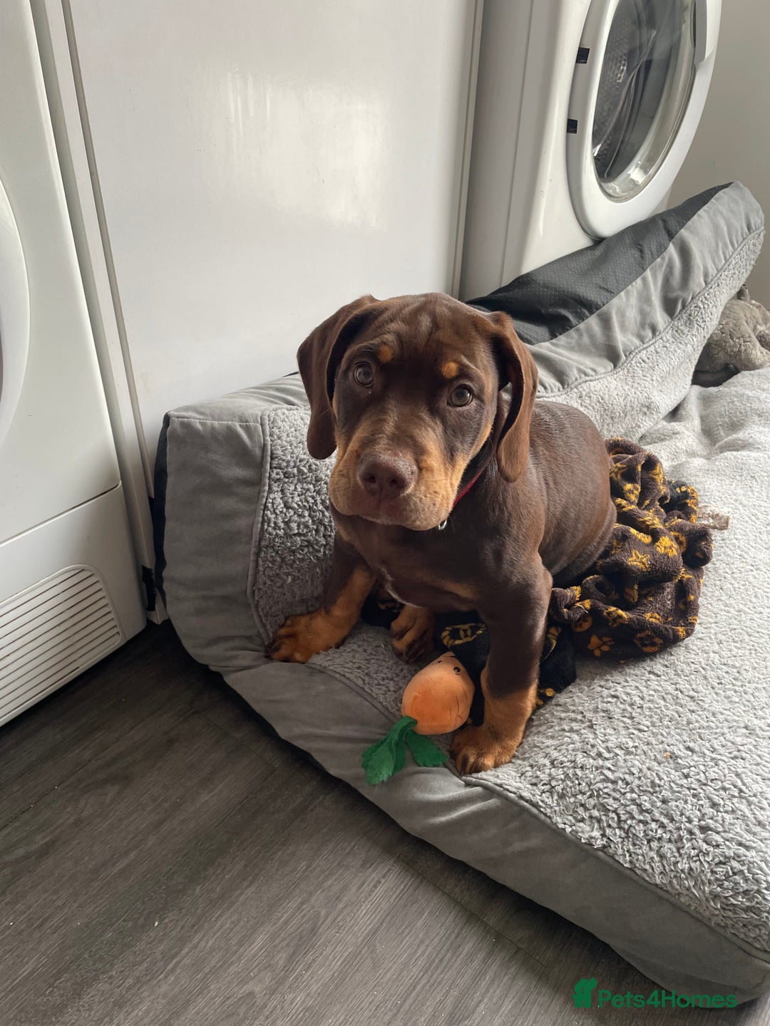 Mixed Breed dogs for sale: Cockerbull - Advert 3