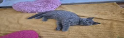 British Shorthair cats for sale: Ready! GCCF parents with champions in line,BSH - Advert 4
